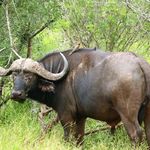 Male Buffalo 